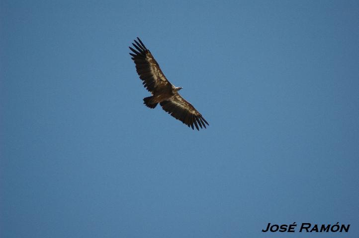 Foto de Cádiz (Andalucía), España
