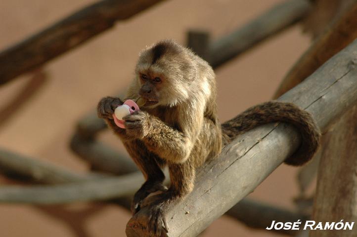 Foto de Jerez  de la Frontera (Cádiz), España