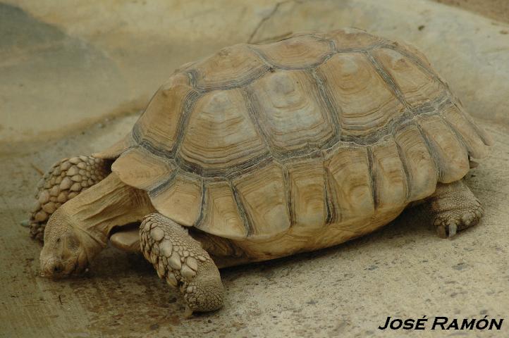 Foto de Jerez  de la Frontera (Cádiz), España