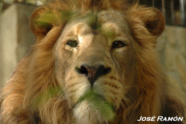 Foto de Jerez  de la Frontera (Cádiz), España