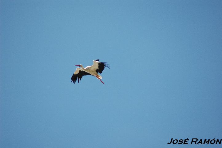 Foto de Alcalá de los Gazules (Cádiz), España