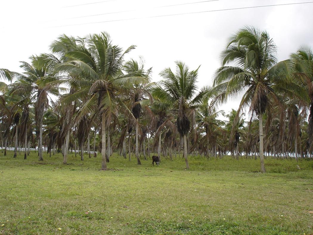Foto de Mamanguape (PB), Brasil