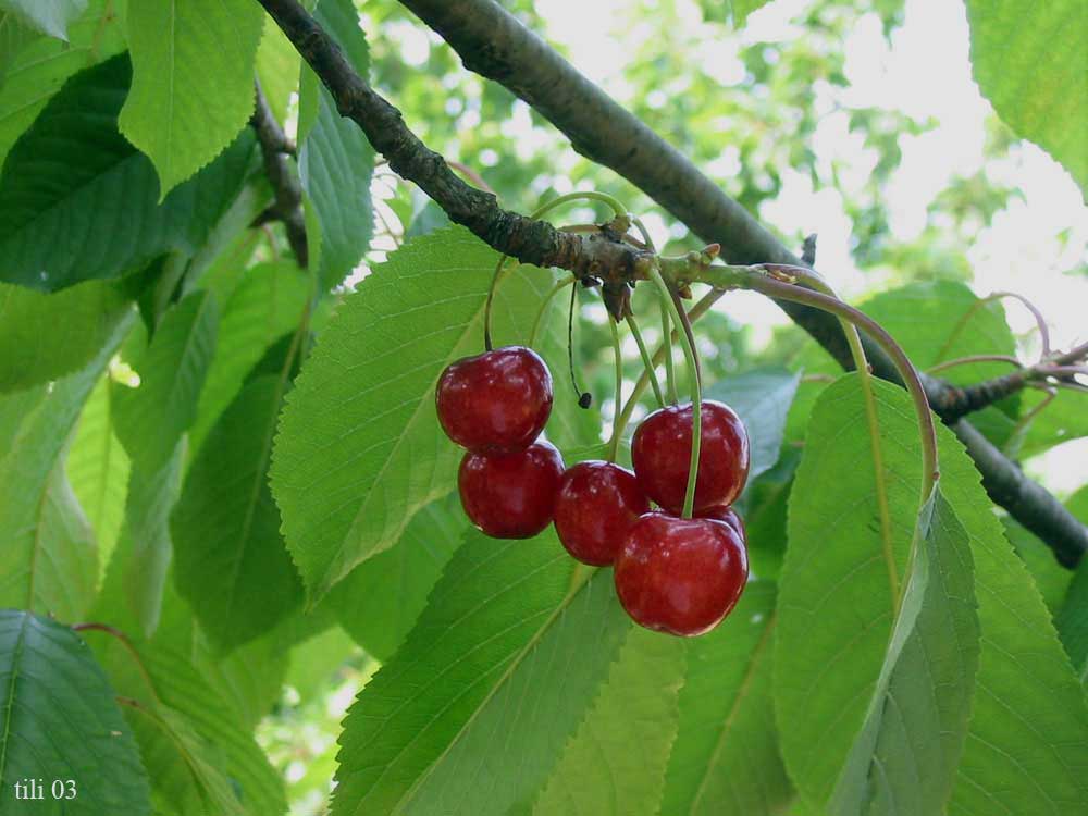 Foto de Figarines (Asturias), España