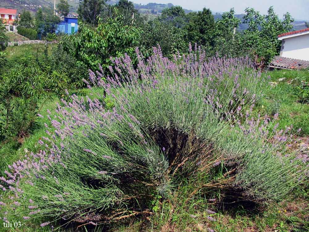 Foto de Figarines (Asturias), España