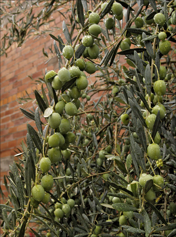 Foto de Mogarraz (Salamanca), España