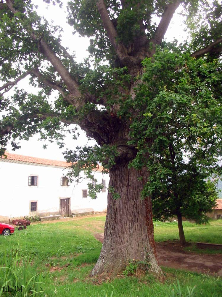Foto de Pravia (Asturias), España