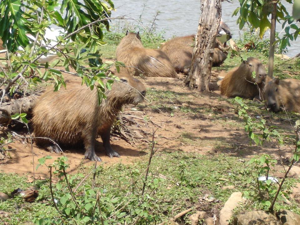 Foto de Brasilia, Brasil