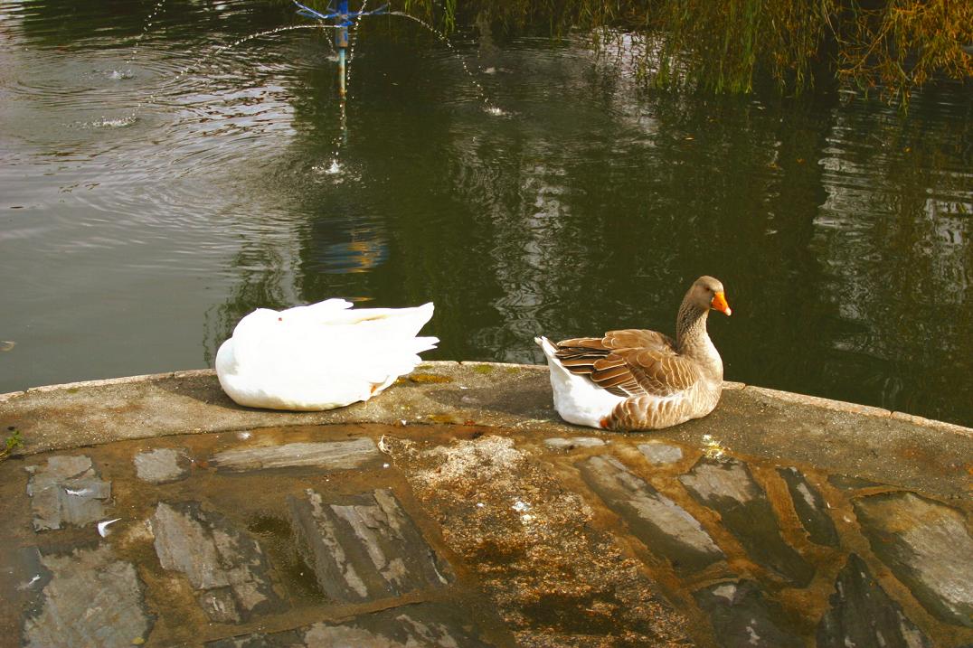 Foto de Betanzos (A Coruña), España