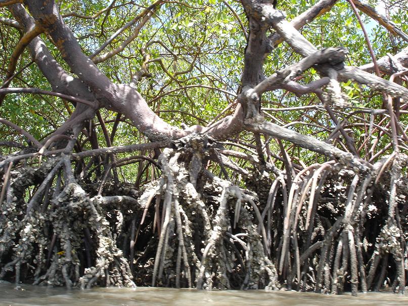 Foto de Rio Tinto (PB), Brasil
