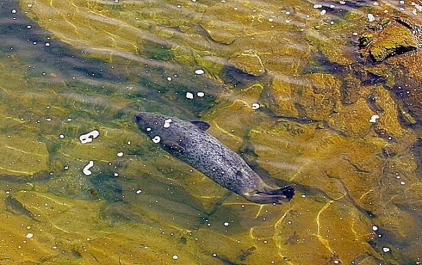 Foto de A Coruña (Galicia), España