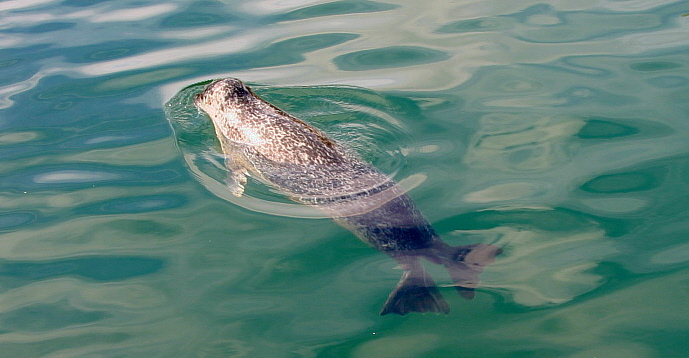Foto de A Coruña (Galicia), España