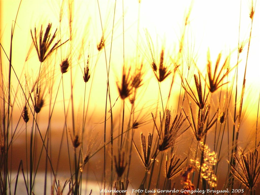 Foto de PORLAMAR, Venezuela