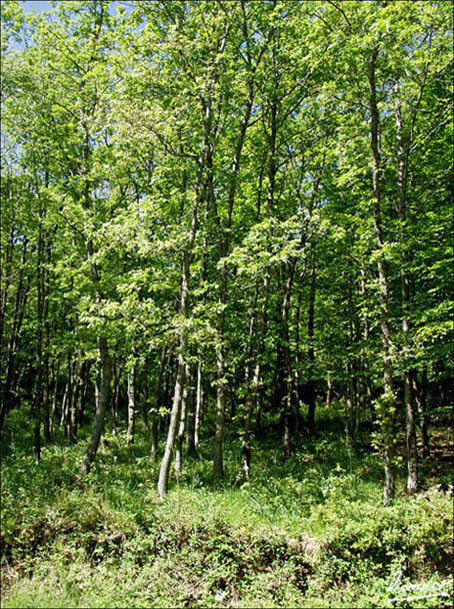 Foto de Vera de Moncayo (Zaragoza), España