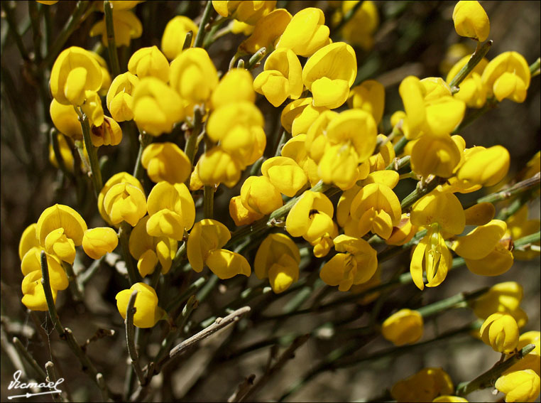 Foto de Vera de Moncayo (Zaragoza), España