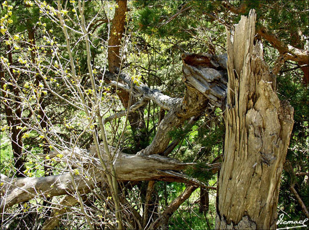 Foto de Vera de Moncayo (Zaragoza), España