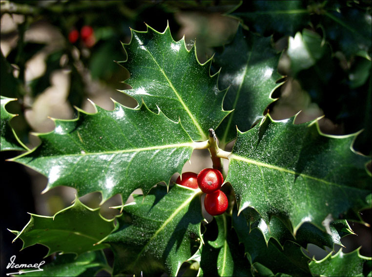 Foto de Vera de Moncayo (Zaragoza), España