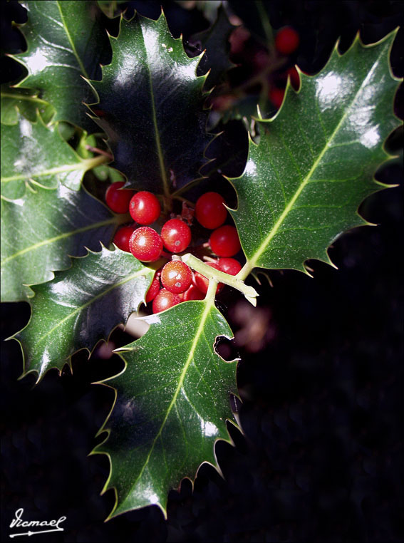 Foto de Vera de Moncayo (Zaragoza), España