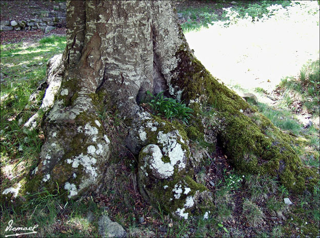 Foto de Vera de Moncayo (Zaragoza), España