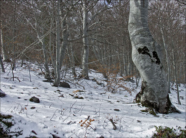Foto de Vera de Moncayo (Zaragoza), España