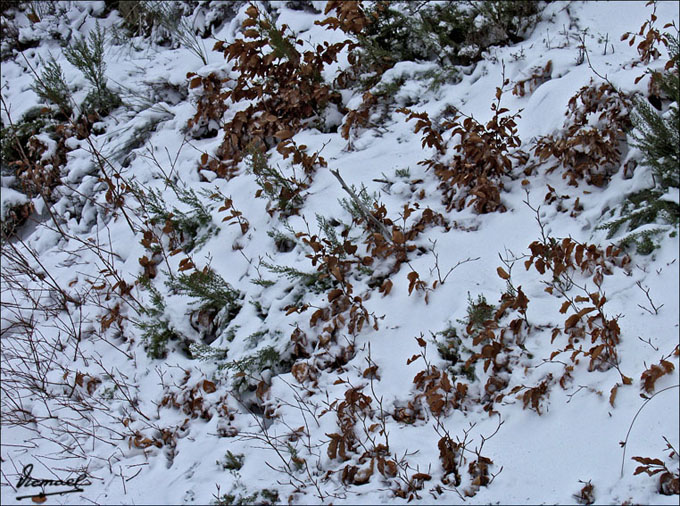 Foto de Vera de Moncayo (Zaragoza), España