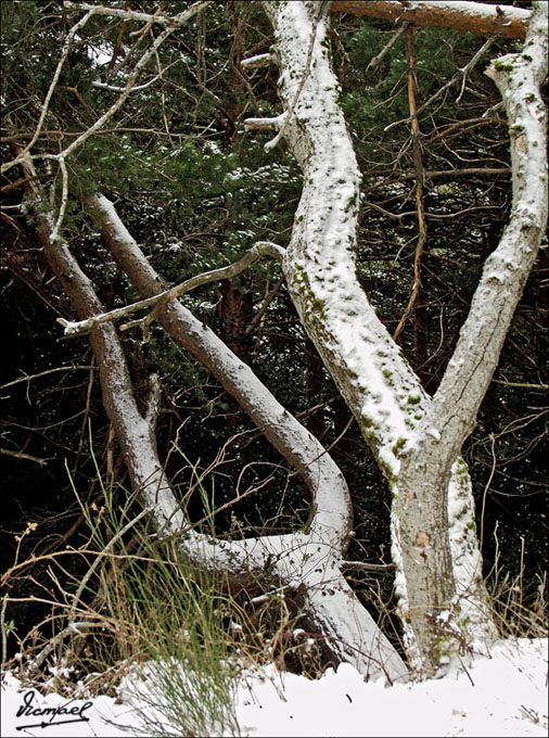 Foto de Vera de Moncayo (Zaragoza), España