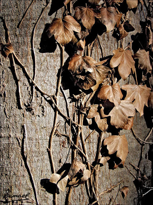 Foto de Nuévalos (Zaragoza), España