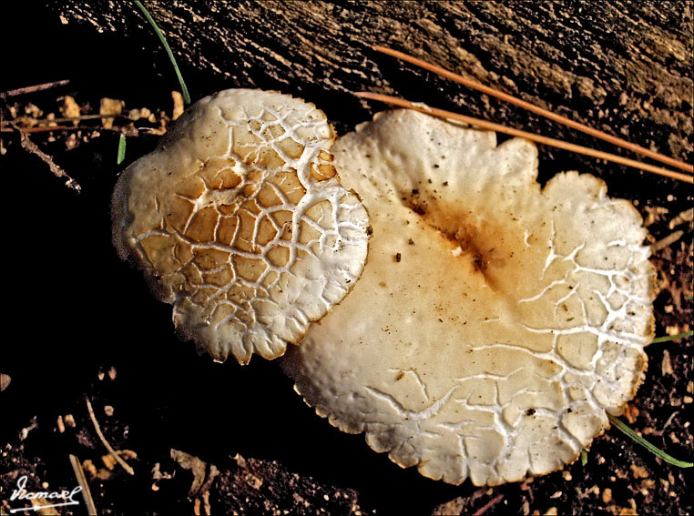 Foto de Nuévalos (Zaragoza), España