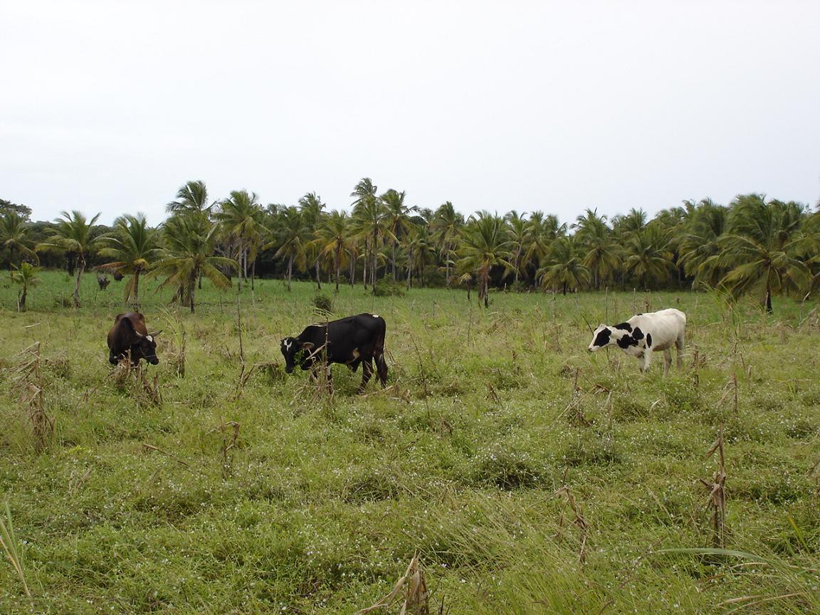 Foto de Baía da Traição (PB), Brasil