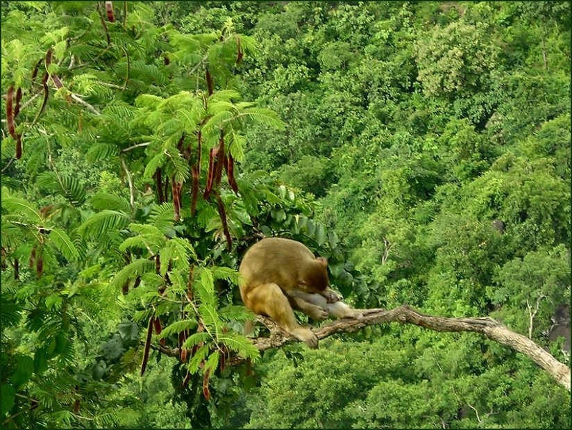 Foto de MONTE POPA, Myanmar