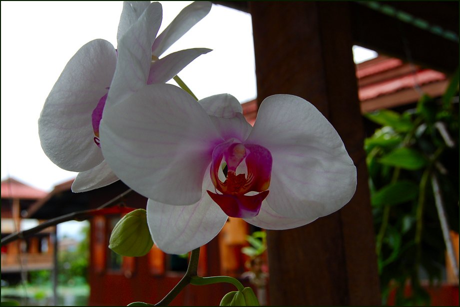 Foto de LAGO INLE, Myanmar