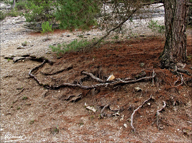 Foto de Ucero (Soria), España