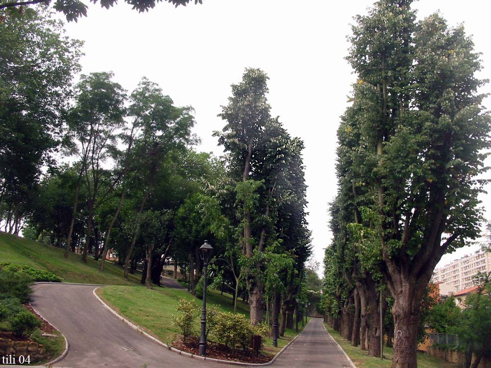 Foto de Oviedo (Asturias), España