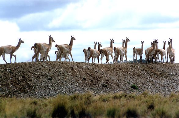 Foto de Río Grande (Tierra del Fuego), Argentina