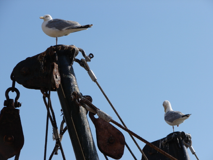 Foto de oostende (belgica), Bélgica