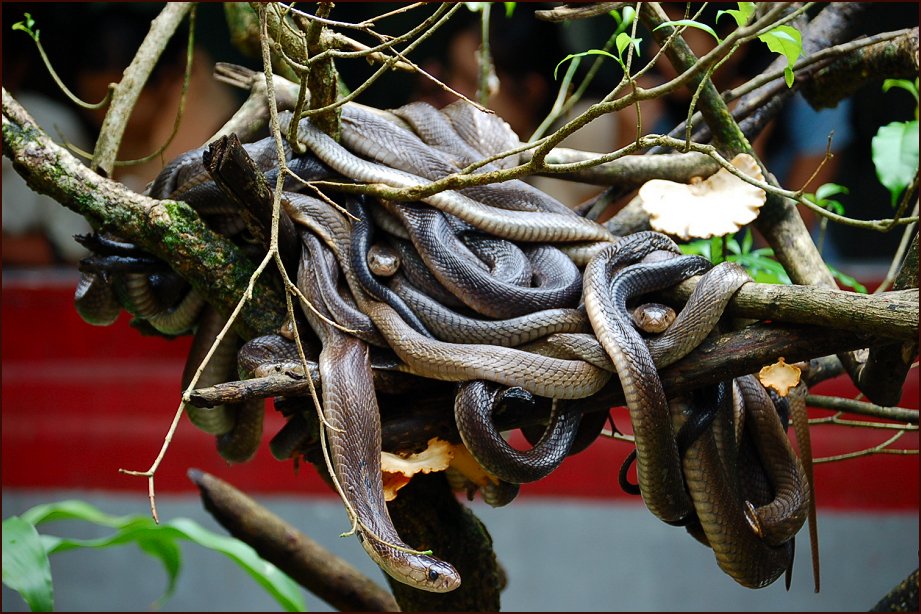 Foto de YANGON, Myanmar