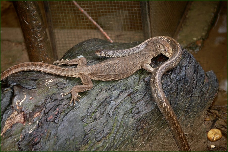Foto de YANGON, Myanmar