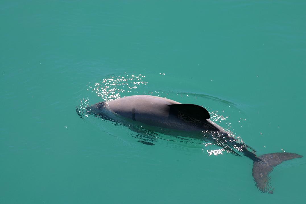 Foto de Akaroa., Nueva Zelanda