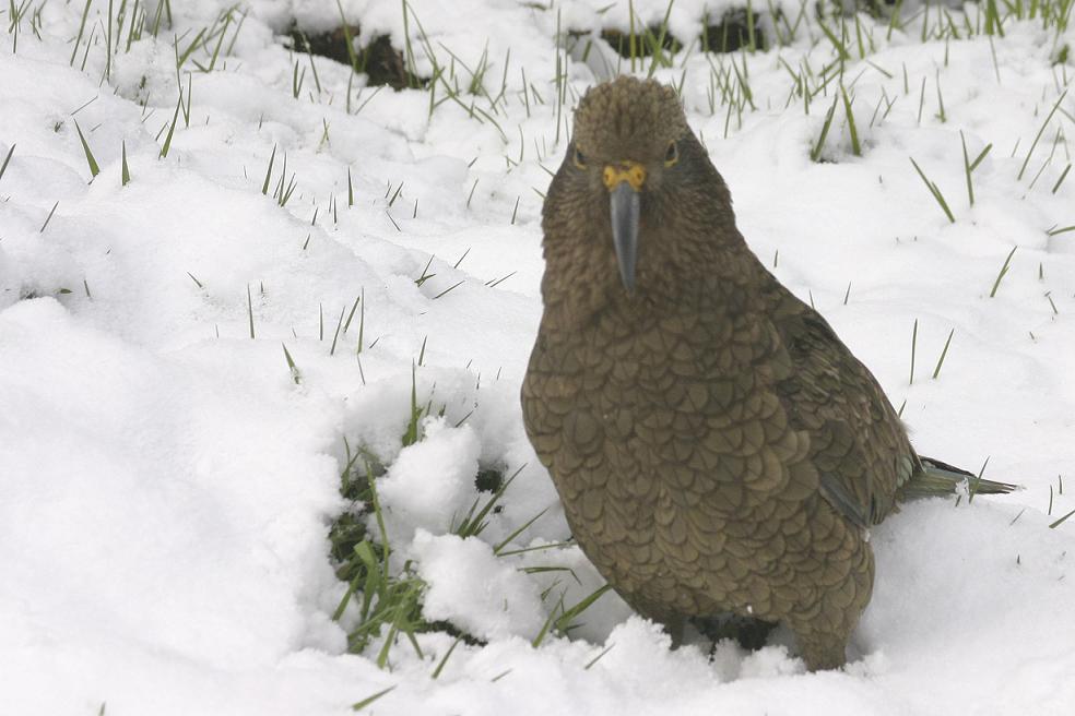 Foto de Te Anau., Nueva Zelanda
