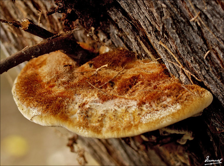 Foto de Zaragoza (Aragón), España