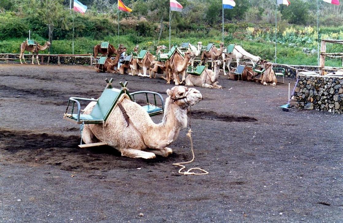 Foto de Tenerife (Santa Cruz de Tenerife), España