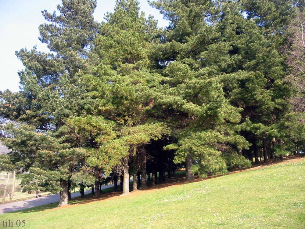 Foto de Oviedo (Asturias), España