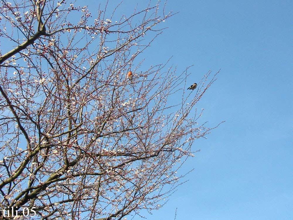 Foto de Oviedo (Asturias), España