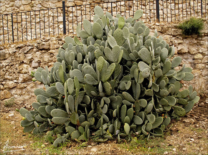 Foto de Miravet (Tarragona), España