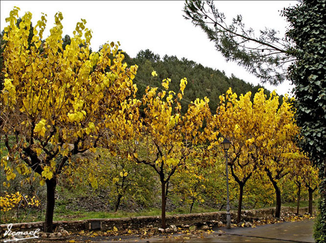 Foto de Escaladei (Tarragona), España