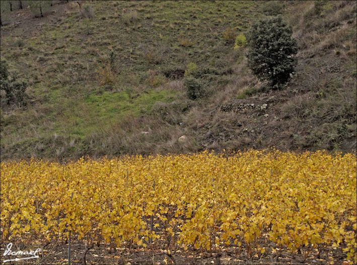 Foto de Escaladei (Tarragona), España