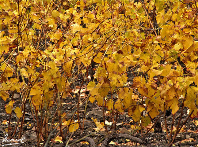 Foto de Escaladei (Tarragona), España