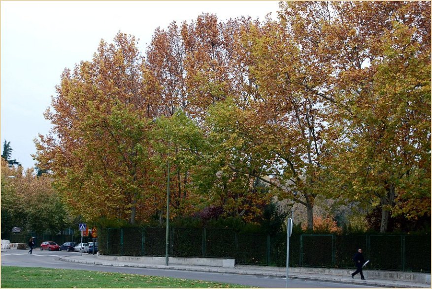 Foto de Madrid (Comunidad de Madrid), España