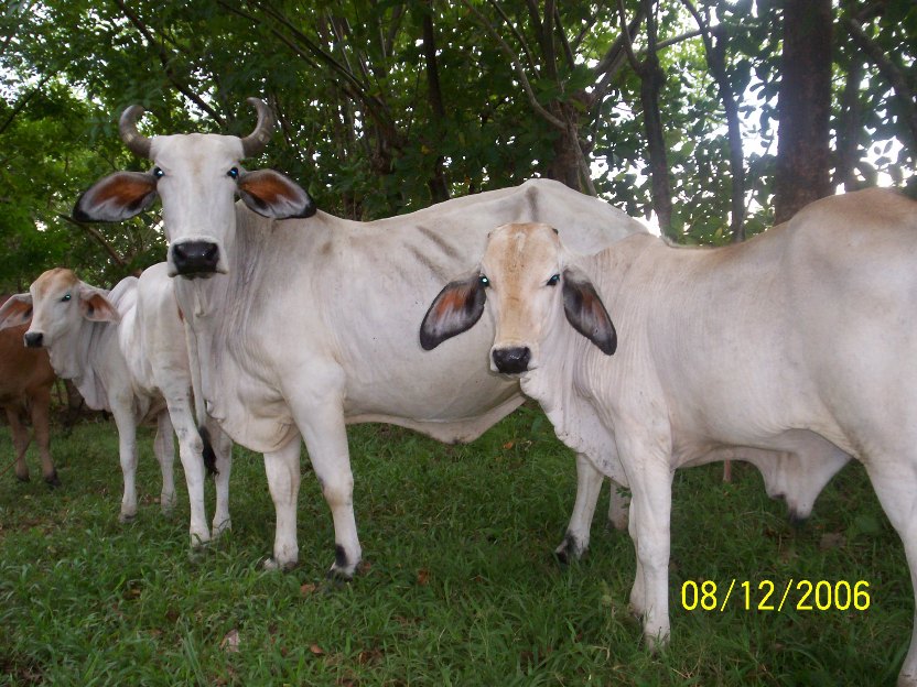 Foto de Cañazas Arriba, Panamá