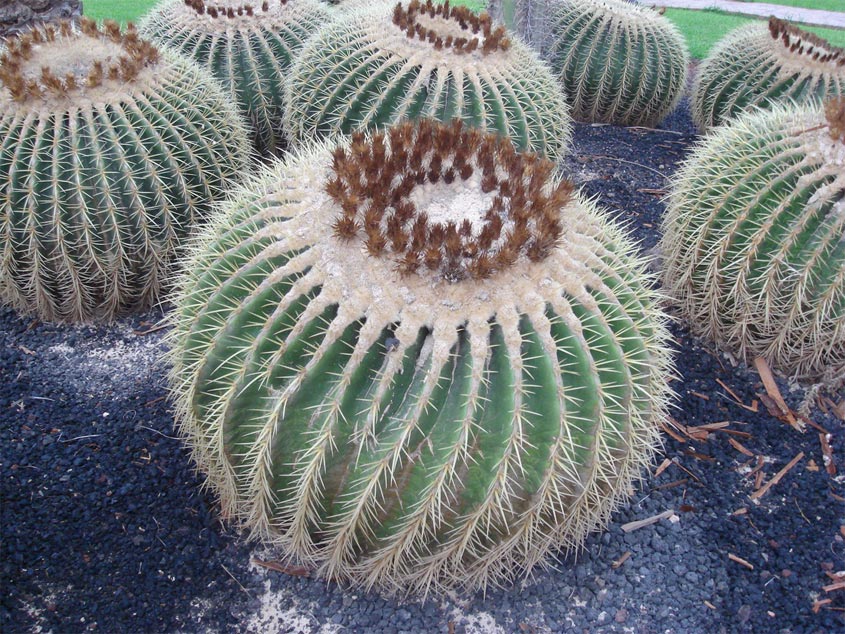 Foto de Fuerteventura (Las Palmas), España