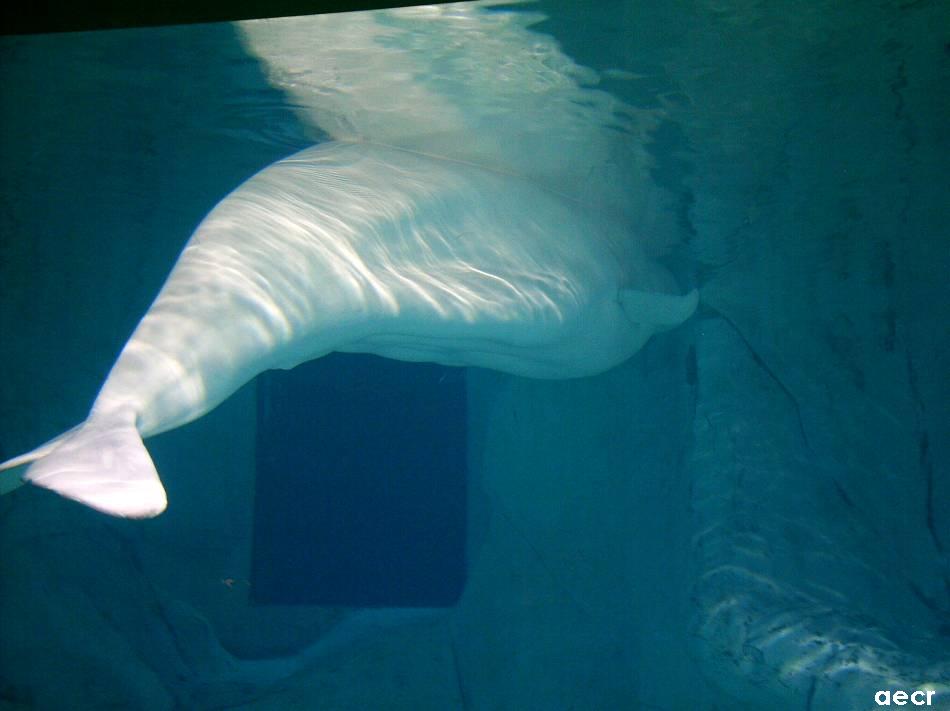 Foto de Valencia (València), España